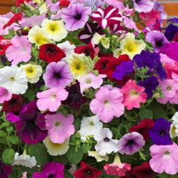 Carbeth Plants Petunia Mixed Bedding Plants 2 X 6 Pack - Outdoor Garden Flowers Ready To Plant - Perfect For Hanging Baskets, Pots & Borders - thumbnail 5