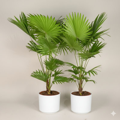 Livistona Rotundifolia - Footstool Palm Indoor Plant Pack Of 2 - image 1