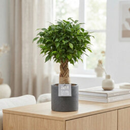 Ficus Benjamina 'natasja' - 13Cm Pot, 35Cm High - thumbnail 4