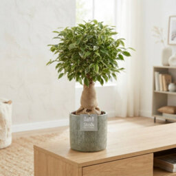 Ficus Benjamina 'natasja' - 13Cm Pot, 35Cm High - thumbnail 5