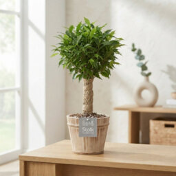 Ficus Benjamina 'natasja' - 13Cm Pot, 35Cm High - thumbnail 1