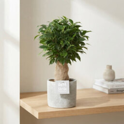 Ficus Benjamina 'natasja' - 13Cm Pot, 35Cm High - thumbnail 6