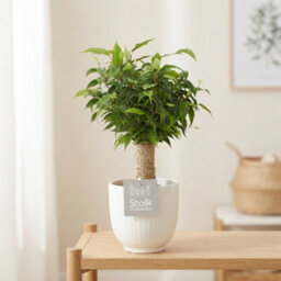 Ficus Benjamina 'natasja' - 13Cm Pot, 35Cm High - thumbnail 7