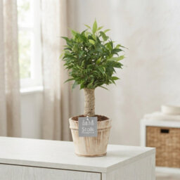 Ficus Benjamina 'natasja' - 13Cm Pot, 35Cm High - thumbnail 2
