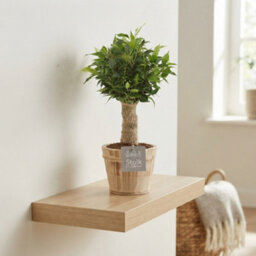 Ficus Benjamina 'natasja' - 13Cm Pot, 35Cm High - thumbnail 3