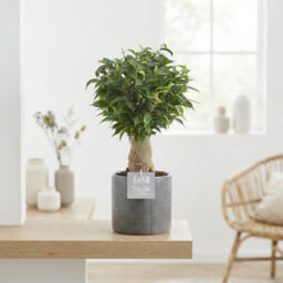 Ficus Benjamina 'natasja' - 13Cm Pot, 35Cm High - thumbnail 8
