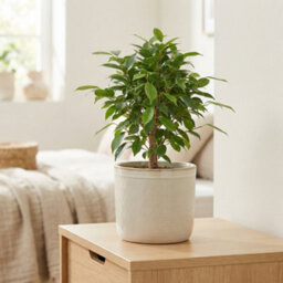 Ficus Benjamina 'natasja' - 13Cm Pot, 35Cm High - thumbnail 9