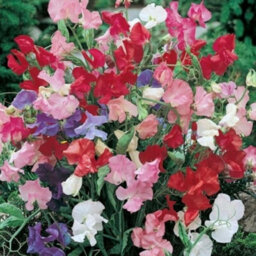 Gardeners Dream 3 X Bedding Plants Sweet Pea Dwarf, Garden Bedding Baskets Pots Outdoor Annuals - thumbnail 4