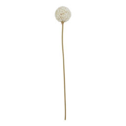 Hill Interiors The Natural Garden Collection Allium Artificial Flower White (One Size) - thumbnail 1
