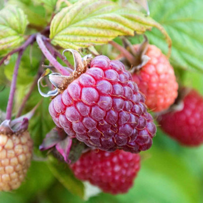 Marshalls Garden Raspberry Plant Polka, Late Primocane High-Yield Hardy Variety 10 X Bare Root - image 1