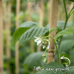 Marshalls Garden Raspberry Plant Polka, Late Primocane High-Yield Hardy Variety 10 X Bare Root - thumbnail 9