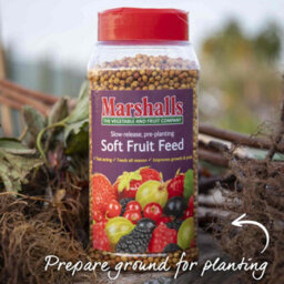 Marshalls Garden Raspberry Plant Polka, Late Primocane High-Yield Hardy Variety 10 X Bare Root - thumbnail 8