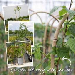 Marshalls Garden Raspberry Plant Polka, Late Primocane High-Yield Hardy Variety 10 X Bare Root - thumbnail 7
