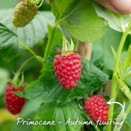 Marshalls Garden Raspberry Plant Polka, Late Primocane High-Yield Hardy Variety 10 X Bare Root - thumbnail 2