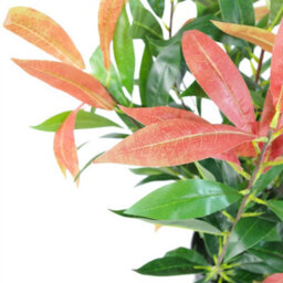 Leaf 80Cm Artificial Red And Green Ficus Plant - thumbnail 3