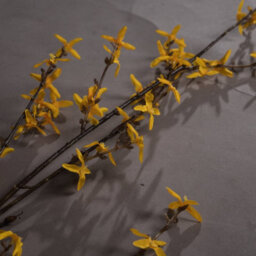 Hill Interiors Uk Homeliving Artificial Forsythia - thumbnail 3