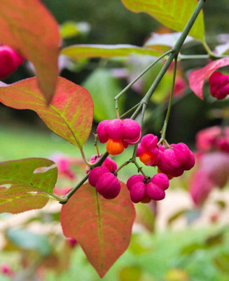 Hayloft Euonymus Europaeus Red Cascade - Spindle Tree 1 X 9Cm Pot - image 1