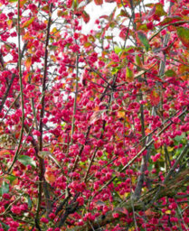 Hayloft Euonymus Europaeus Red Cascade - Spindle Tree 1 X 9Cm Pot - thumbnail 2