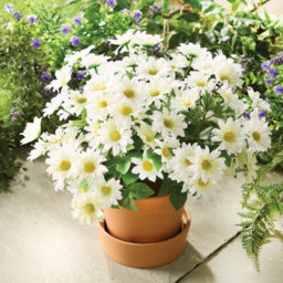 Gainsborough Artificial Flowers Set Of 3, Weather-Resistant Artificial Daisy Picks, Made From Polyester, Ideal For Pots & Hanging Baskets - thumbnail 2