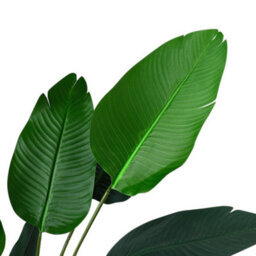 Darphe Simulation Large Artificial Plant Home Outdoor Decoration Banana Tree Potted Plant Height 180 Cm - thumbnail 7
