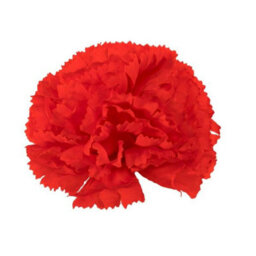 Essential Carnation Pick Box Of 144 - Red - thumbnail 2