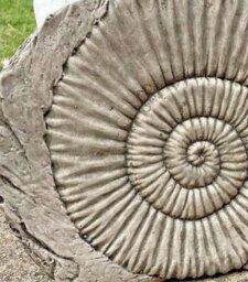 Burgess Ammonite Fossil Stone Statue Outdoor Garden Ornament Decoration British Made Sculpture - thumbnail 2