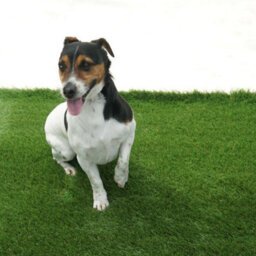 "Adelaide 20mm Outdoor Artificial Grass, Pet-Friendly Synthetic Fake Grass For Patio Garden Lawn-4M(13'1"") X 2M(6'6"")-8M²" - thumbnail 5