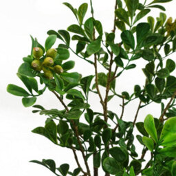Leaf 60Cm Artificial Aglaia Odorata Bonsai Ficus Tree - thumbnail 2
