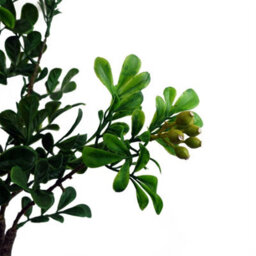 Leaf 60Cm Artificial Aglaia Odorata Bonsai Ficus Tree - thumbnail 3