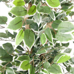 Artificial Ficus Tree Plant White Edge Bushy 130Cm Plants Leaf Silver Metal Planter - thumbnail 2