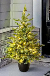 Christmas Tree World The 3Ft/90Cm Pre-Lit Cairngorm Pine Potted Tree (Outdoor) - thumbnail 6