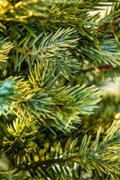 Christmas Tree World The 3Ft/90Cm Pre-Lit Cairngorm Pine Potted Tree (Outdoor) - thumbnail 9