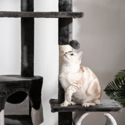 Pawhut Kitten Tower Adjustable 240-260Cm, Scratch Posts, Houses, White - thumbnail 8