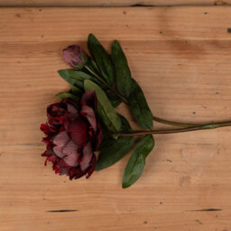 Hill Interiors Uk Homeliving Burgundy Peony Rose - thumbnail 2
