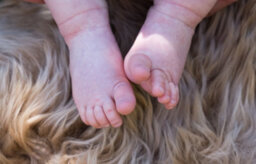 Naturally Sheepskins New Zealand Single Rug - Bronze - thumbnail 3