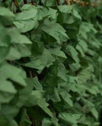 Primrose Extendable Artificial English Ivy Screen Garden Fencing Screening Trellis 2.0M X 1.0M - thumbnail 5