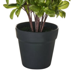 Wyld And Coco Artificial Potted Rhododendron Plant White Flowers 36 Cm - Ready To Display - thumbnail 5