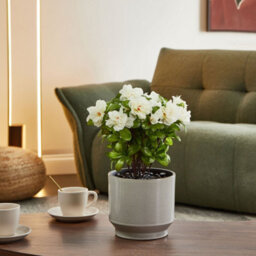 Wyld And Coco Artificial Potted Rhododendron Plant White Flowers 36 Cm - Ready To Display - thumbnail 2