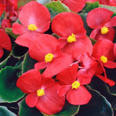 Gardeners Dream Begonia Heaven Red Vibrant Compact Garden Ready Bedding Plants 6 Pack - image 1