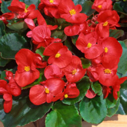 Gardeners Dream Begonia Heaven Red Vibrant Compact Garden Ready Bedding Plants 6 Pack - thumbnail 2