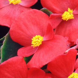 Gardeners Dream Begonia Heaven Red Vibrant Compact Garden Ready Bedding Plants 6 Pack - thumbnail 3
