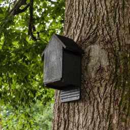 Buttercup Farm Cavity Bat Box - Plywood/ceramic - L15 X W24 X H38 Cm - thumbnail 3