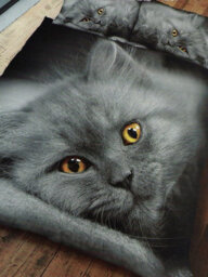 Grey Kitten King Size Duvet Cover And Pillowcase Set - thumbnail 1