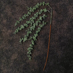 Samuel Alexander 96Cm Green Glitter Frosted Mini Leaf Wispy Christmas Stem Decoration - thumbnail 1