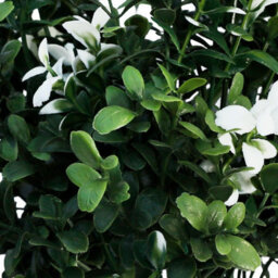 True Products Artificial Small White Flower Branch 26Cm - thumbnail 2