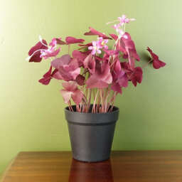 Leaf 30Cm Artificial Plant Realistic Purple Shamrock Pink Flowers Potted