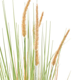 Wyld And Coco 90 Cm Artificial Bristlegrass Plant With Orange Flower Spikes In Black Pot - Ready To Display - thumbnail 3