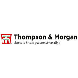 Thompson & Morgan Penstemon Pensham Laura 1 Litre Potted Plant X 2 - thumbnail 3