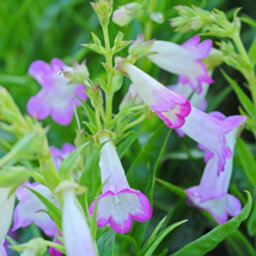 Thompson & Morgan Penstemon Pensham Laura 1 Litre Potted Plant X 2 - thumbnail 2