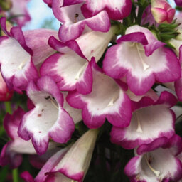 Thompson & Morgan Penstemon Pensham Laura 1 Litre Potted Plant X 2 - thumbnail 1